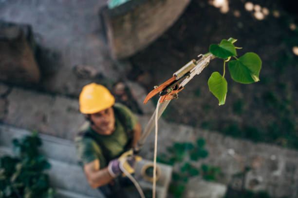 How Our Tree Care Process Works  in  Somerville, TN