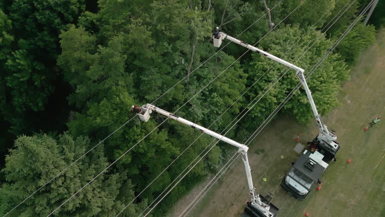 Somerville, TN Tree Removal Company